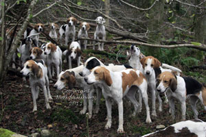 Foxhounds in Cumbria by Betty Fold Gallery